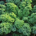 chou-kale-halbhoher-gruner-krauser-preseme-bio