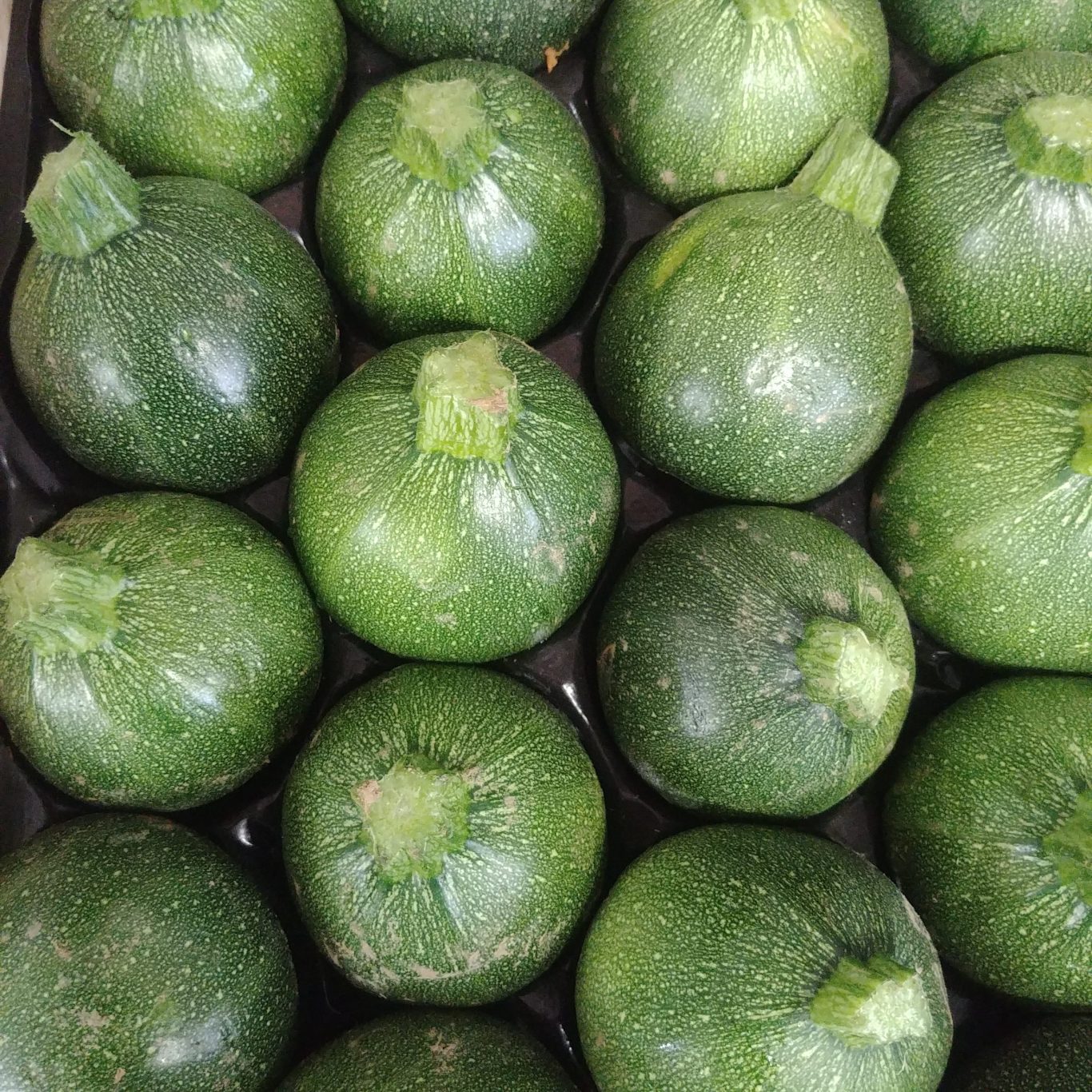 COURGETTES RONDES BIO