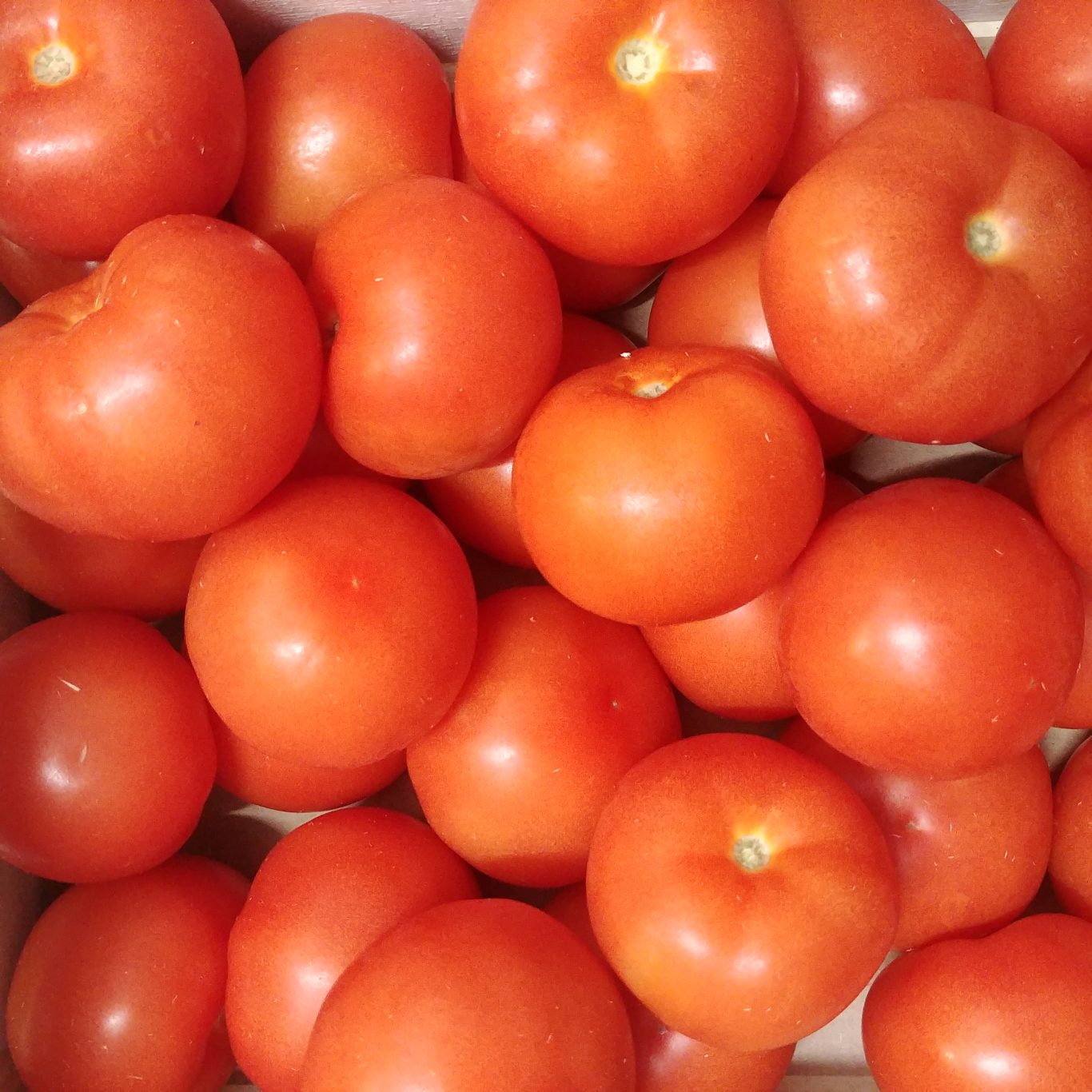 TOMATES RONDES BIO