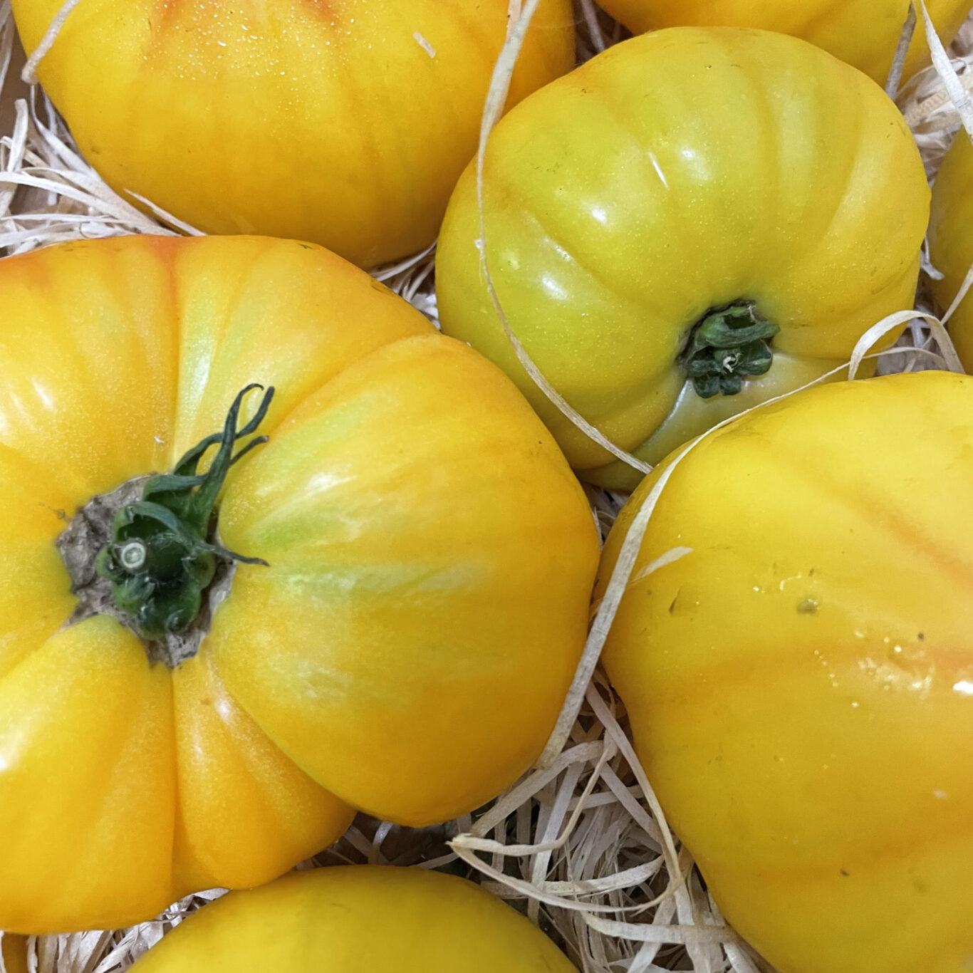 TOMATES ANCIENNES Ananas BIO
