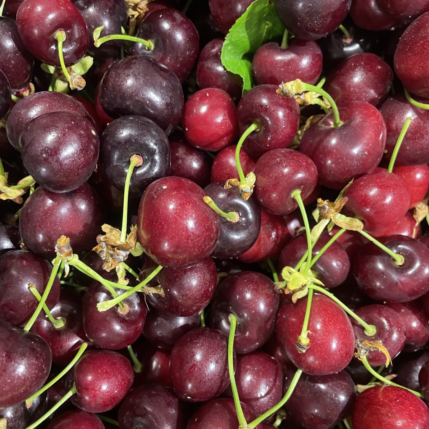 CERISES BIO