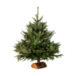 sapin-nordmann-naturel