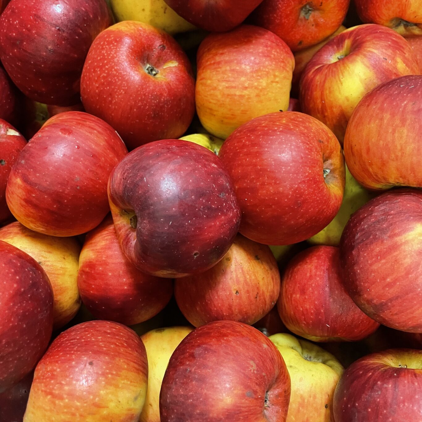 POMMES Juliet BIO