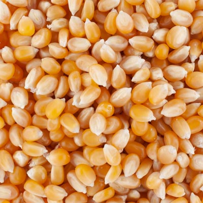MAIS POP CORN BIO