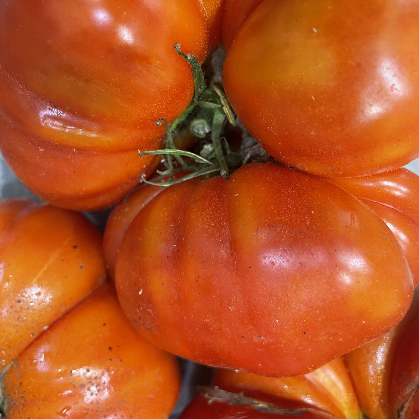 TOMATES ANCIENNES Marmande BIO