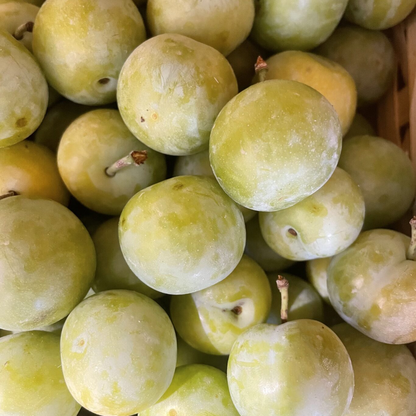 PRUNES Reine Claude Vars BIO