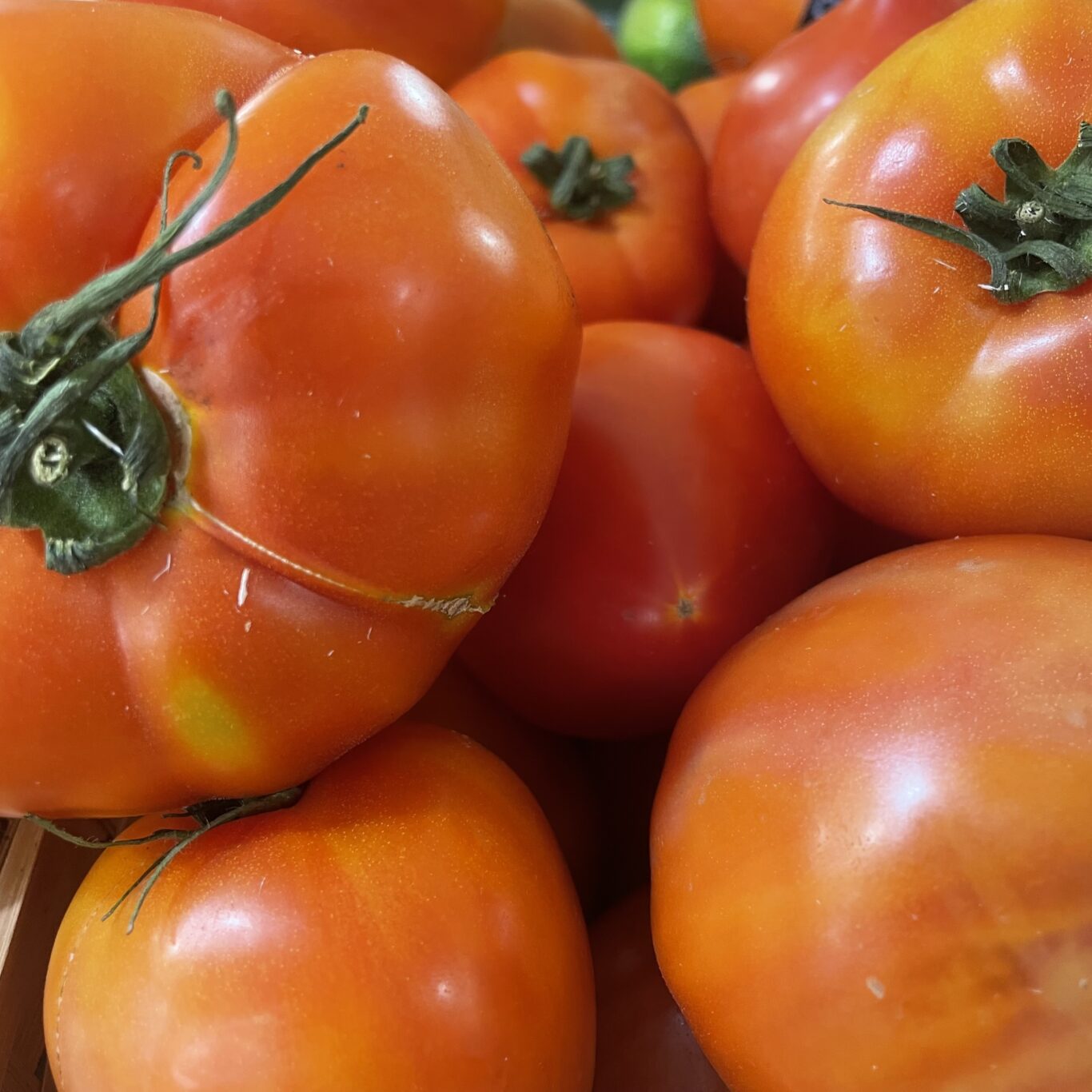 TOMATES ANCIENNES Cœur de bœuf BIO